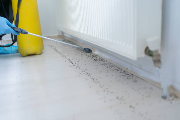 Best Affordable Pest Control Services  in White Settlement, TX